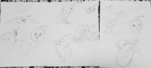 Many sketches of owls in many different poses