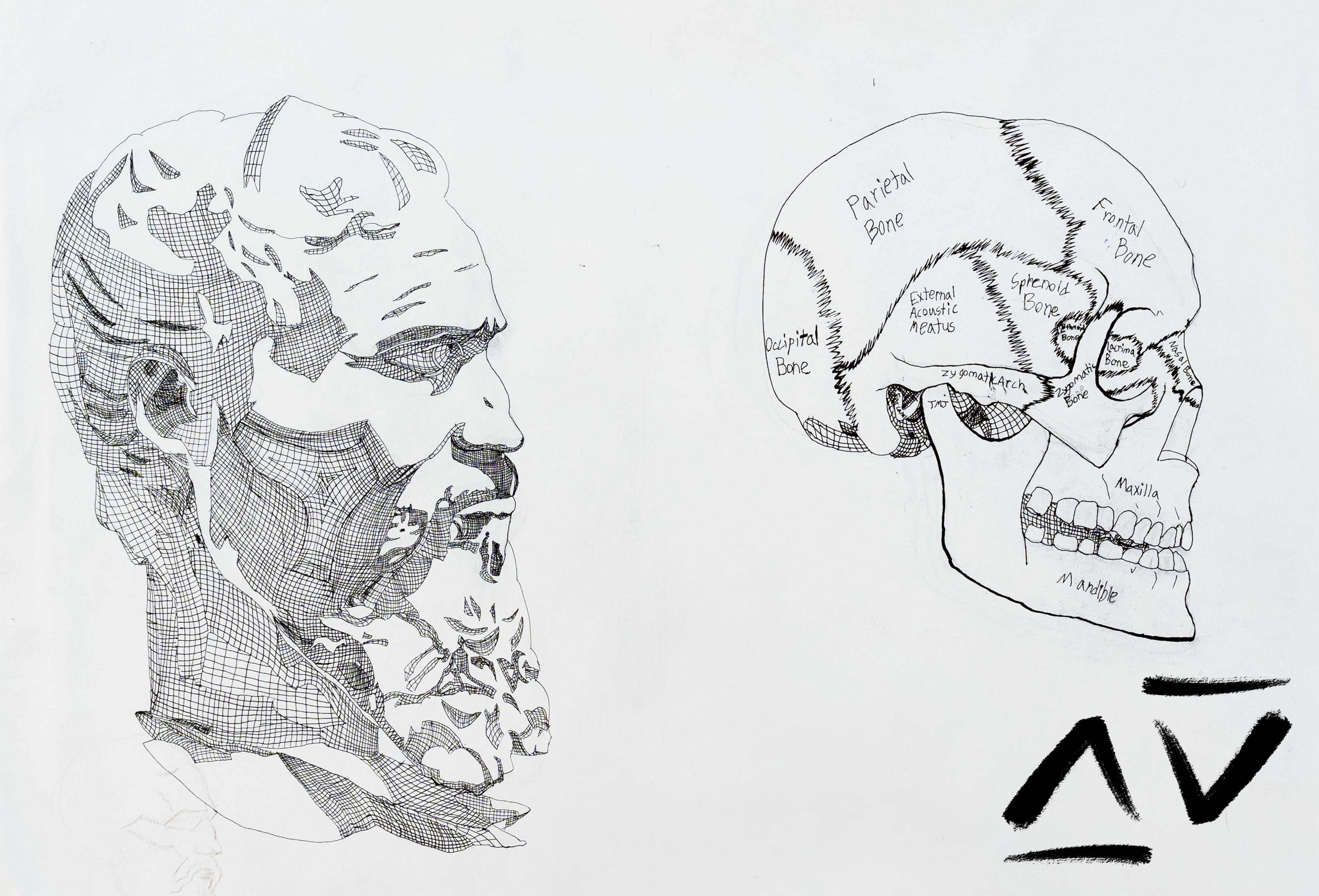 A drawing of a statue of Michelangelo, next to it is a skull with labels for the different bones in the skull.